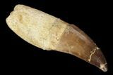 Fossil Rooted Mosasaur (Prognathodon) Tooth - Morocco #116911-1